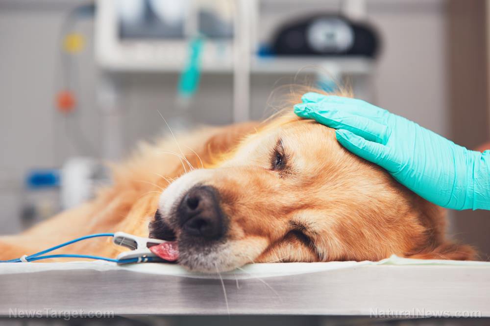 Popular flea collar linked to thousands of pet deaths, reveals new report